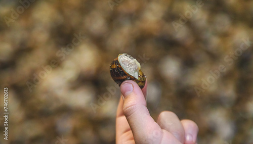 Growing escargot on a farm. Selective focus. photo