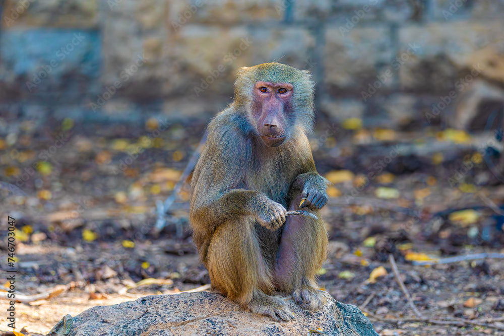 Fototapeta premium baboon sitting on the ground