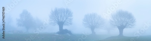 Dehesa de Fresnos (Fraxinus excelsior) pollards in the fog. Forest of the Blacksmith of San Lorenzo de El Escorial. Sierra de Guadarrama. Madrid's community. Spain. Europe photo