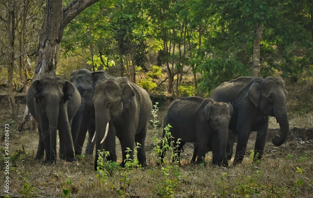Fototapeta premium A herd of elephants in the forest, Muthumalai