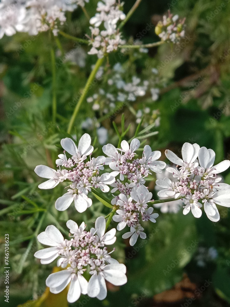 Flower of the coriandrum sativum l in garden or flower of the cilantro or Chinese parsley flower Flower of the coriandrum sativum l in garden or flower of the cilantro or Chinese parsley flower