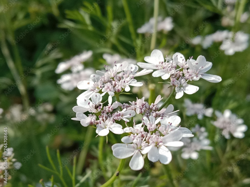 Flower of the coriandrum sativum l in garden or flower of the cilantro or Chinese parsley flower Flower of the coriandrum sativum l in garden or flower of the cilantro or Chinese parsley flower