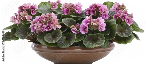 A lush African Violet Saintpauli Hybrid showcasing vibrant purple flowers in a distinctive pot. The captivating plant stands out with its stunning blooms, creating a beautiful display.
