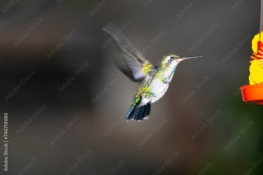 Fototapeta premium Hummingbird sucking nectar from a flowe, in the gardenr