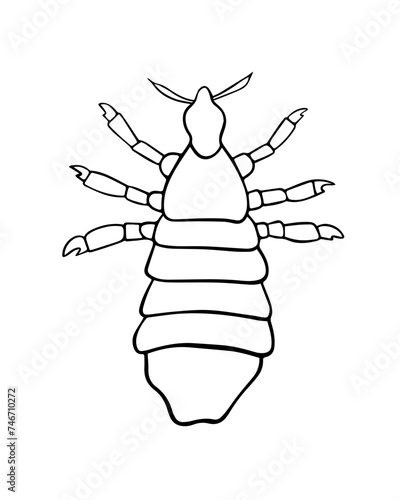 Vector isolated illustration of louse. Human louse. The problem of pediculosis.