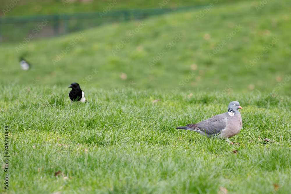 Obraz premium Une pie bavarde et un pigeon dans l'herbe du parc Monceau