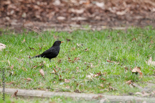 Merle noir dans l'herbe du parc Monceau © PierreM