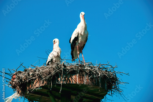 Storks nesting in the village of Eskikaraagac, Bursa