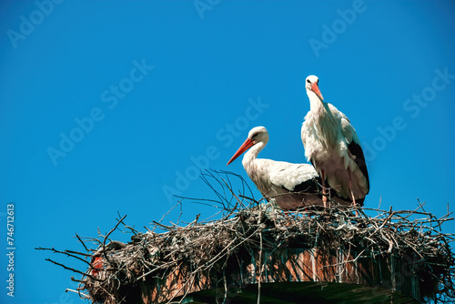Storks nesting in the village of Eskikaraagac, Bursa