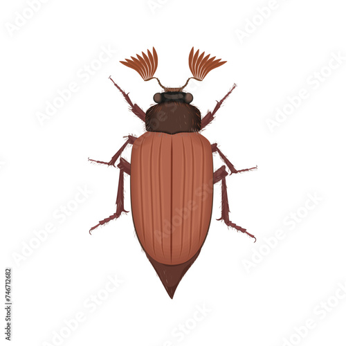 Brown beetle, top view of crawly summer agriculture field insect vector illustration © lembergvector