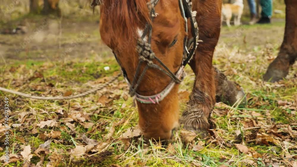 A brown horse eating green grass in a pasture. Close-up of the head of a beautiful well-groomed brown horse on a paddock A brown horse eating green grass in a pasture. Close-up of the head of a beautiful well-groomed brown horse on a paddock