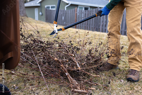 Bush Tree Shrub Branch Trimmings Yard Work With Trimmer Going Into Yard Waste Bin Container, Minnesota photo