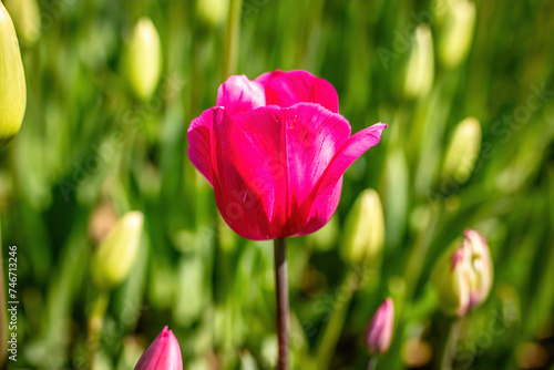 Pink and yellow tulips in the garden