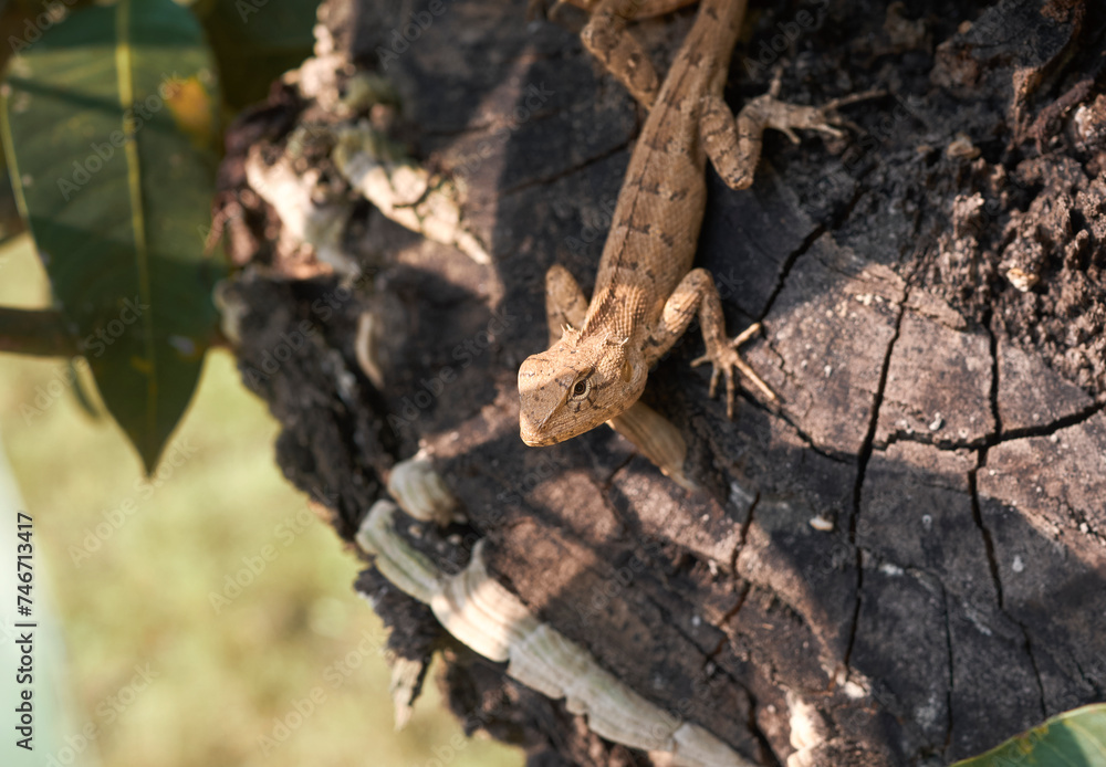 closeup of an Indian garden lizard (Calotes versicolor, 'girgit' in hindi)) waiting for prey amidst tree branches. They can change colours, which makes them camouflage well in its surroundings.