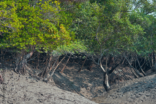 Unique, low lying tidal landscape of Sundarbans biosphere reserve, the world's largest mangrove forest that is habitat to diverse range of flora and fauna. Sundari is the dominant tree here. photo