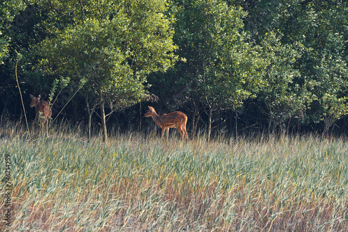 a cheetals (spotted dear) basking in sun, standing amidst dry grasslands and thick canopy of sundari trees (heritiera fomes) that create world's largest mangrove forest, Sundarbans biosphere reserve.