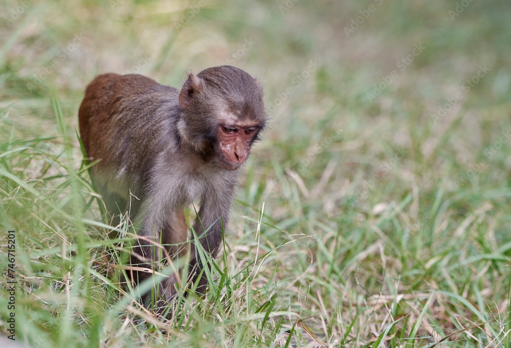 closeup of a baby rhesus macaque walking on grass inside Sajnekhali Wildlife Sanctuary camp. Taken at Sundarbans, the largest mangrove forest in world, habitat to large number of flora and fauna. closeup of a baby rhesus macaque walking on grass inside Sajnekhali Wildlife Sanctuary camp. Taken at Sundarbans, the largest mangrove forest in world, habitat to large number of flora and fauna.
