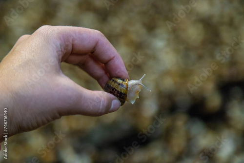 Growing escargot on a farm. Selective focus. photo