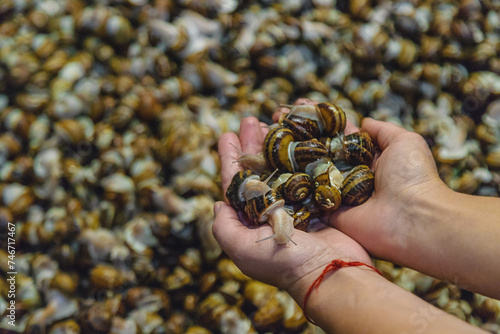 Growing escargot on a farm. Selective focus. photo