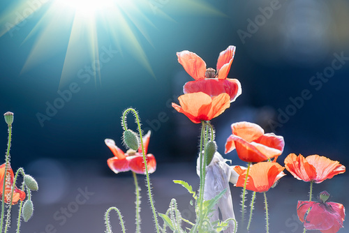 Close up of Winter flowers Red Poppy with bokeh of water  drops on its petals in some garden in India.