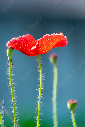 Close up of Winter flowers Red Poppy with bokeh of water  drops on its petals in some garden in India.