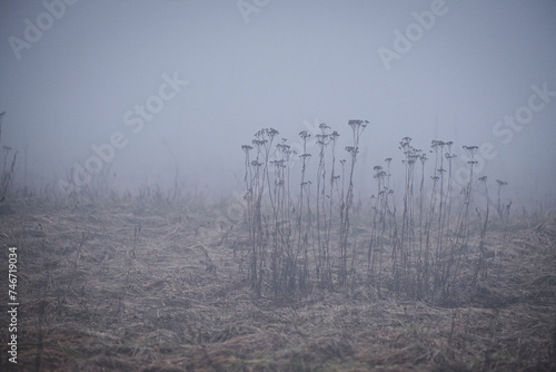 Peaceful winter morning tranquil scene with withered dry grass in thick massive fog cloud
