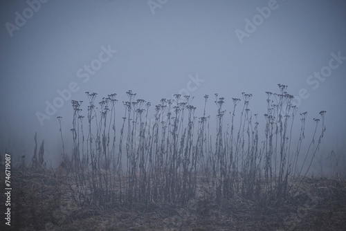 Peaceful winter morning tranquil scene with withered dry grass in thick massive fog cloud