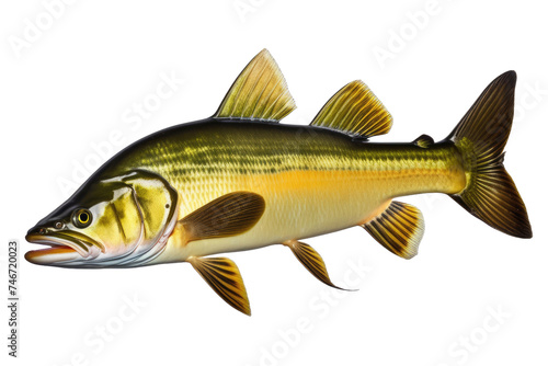a high quality stock photograph of a single catfish bullhead fish isolated on transparent background
