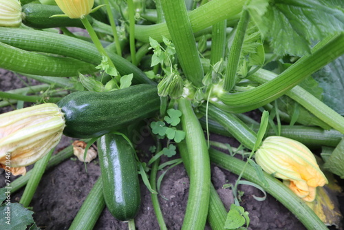 Zucchini are growing in the garden
