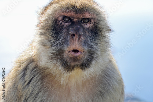 Macaque warning call photo