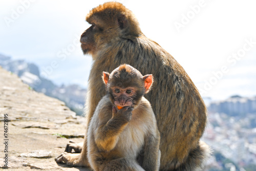 Macaque mother and baby © Ajda
