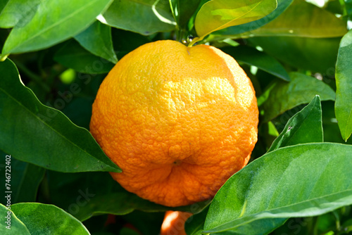 orange on tree