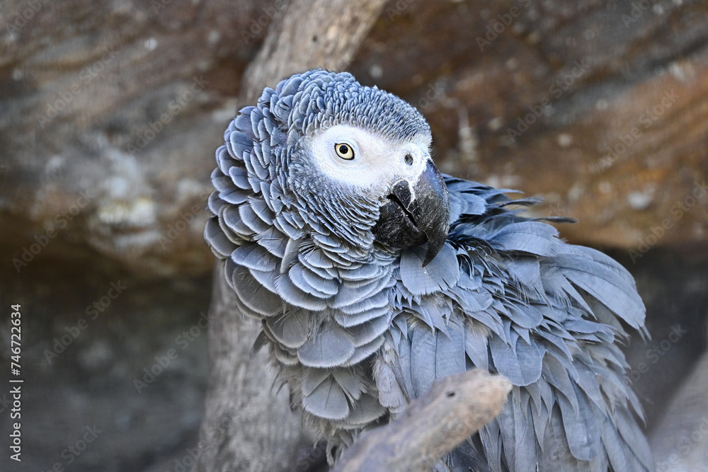 Obraz premium African Grey Parrot