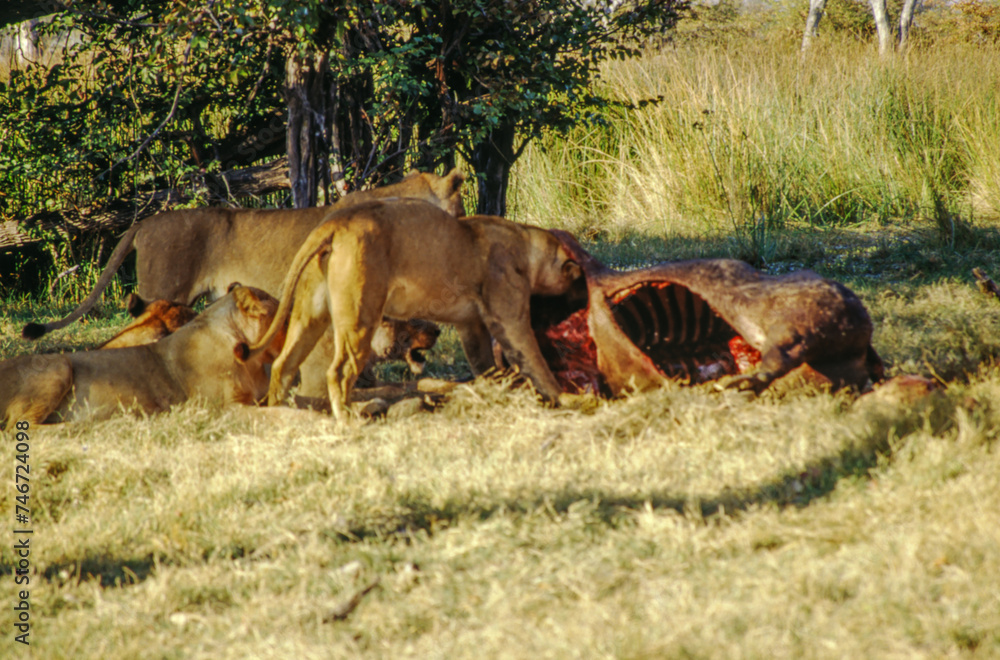 Largest predator cats of the African savannah Lions Largest predator cats of the African savannah Lions