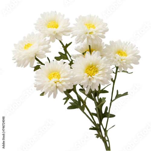 One branch of chrysanthemum with white flowers on a white background