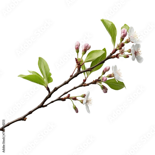 One tree branch with buds and small blossoming flowers on a white background