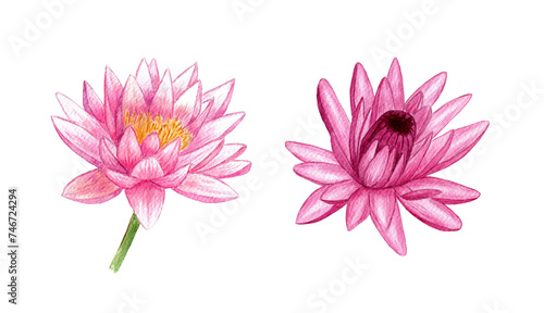 Watercolor pink water lilies. Botanical illustrations isolated on white background.
