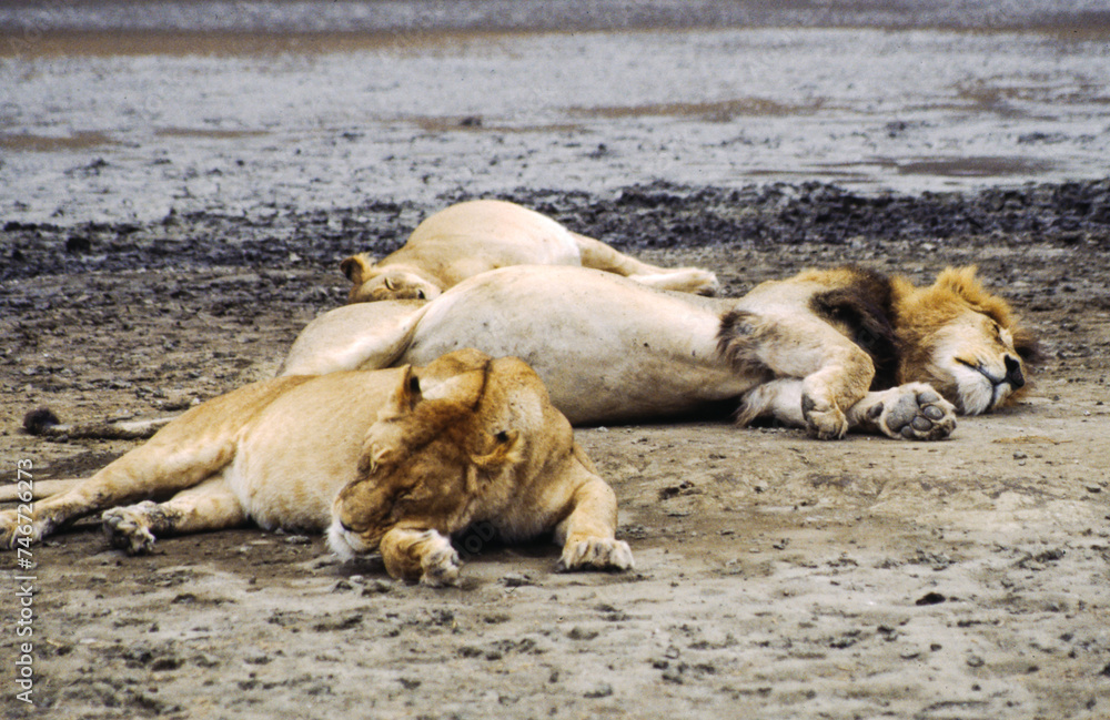 Largest predator cats of the African savannah Lions Largest predator cats of the African savannah Lions