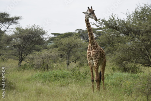 giraffe in the savannah