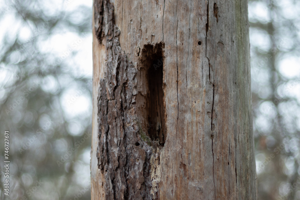 Close up view of pine tree stump with holes Close up view of pine tree stump with holes