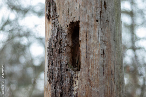Close up view of pine tree stump with holes