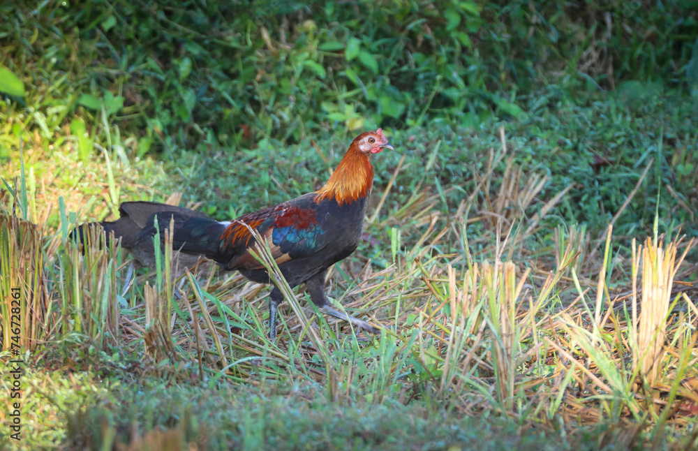Fototapeta premium red jungle fowl on paddy field.this photo was taken from Chittagong,Bangladesh.