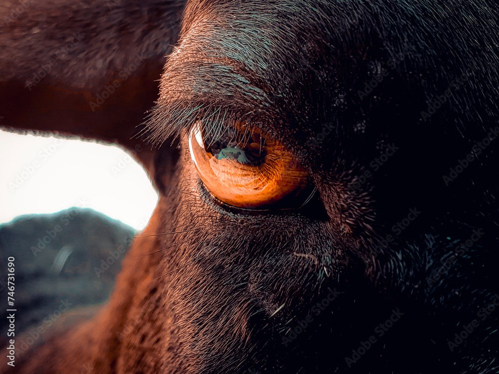 golden yellow eye of a black goat, photography, digital art