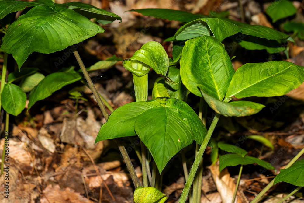 Jack in the Pulpit (Arisaema triphyllum). Native hardy northern plant. It is a large, cylindrical, hooded flower, green in color with brown stripes. Jack in the Pulpit (Arisaema triphyllum). Native hardy northern plant. It is a large, cylindrical, hooded flower, green in color with brown stripes.