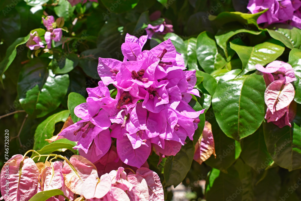 Flowering bougainvillea (Bougainvillea glabra) in Ribeirao Preto, Sao Paulo, Brazil