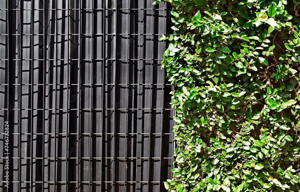 Obraz premium Metallic grid on metal surface and creeping fig plant