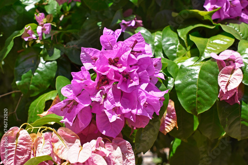 Obraz na płótnie Flowering bougainvillea (Bougainvillea glabra) in Ribeirao Preto, Sao Paulo, Brazil w salonie