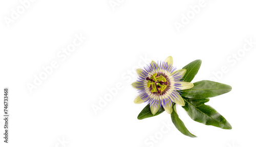 Passiflora incarnata on the white background photo