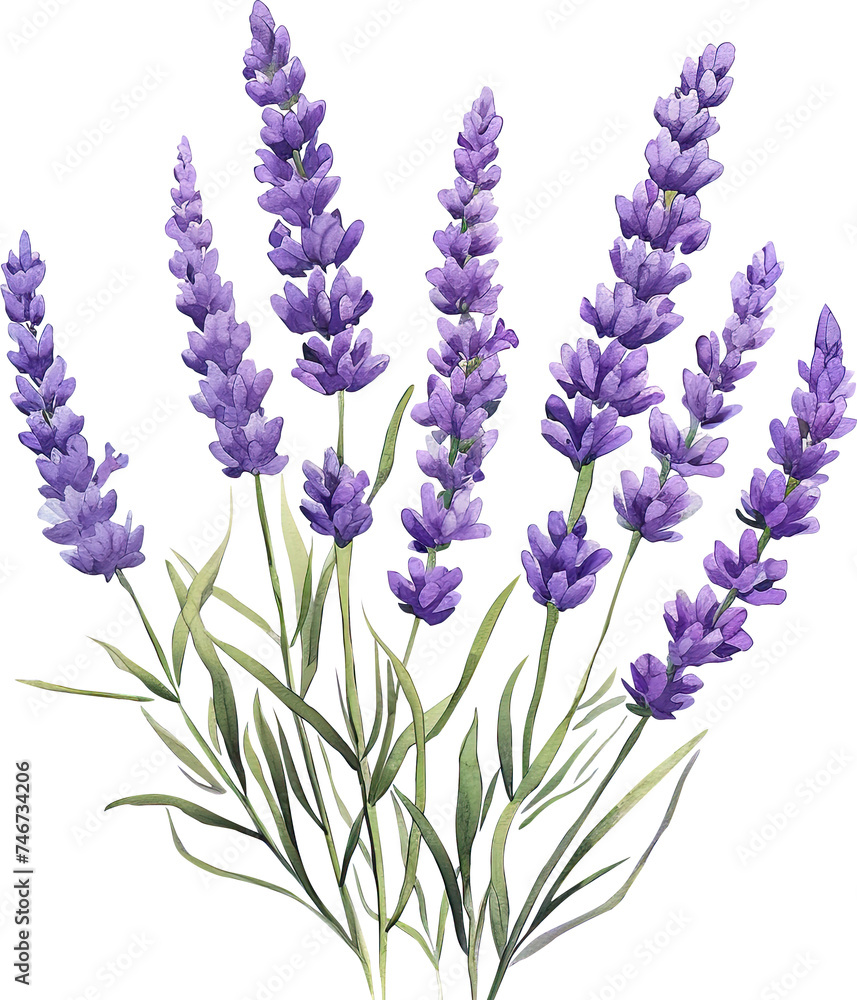 Naklejka premium lavender, watercolor flowers, watercolor illustration