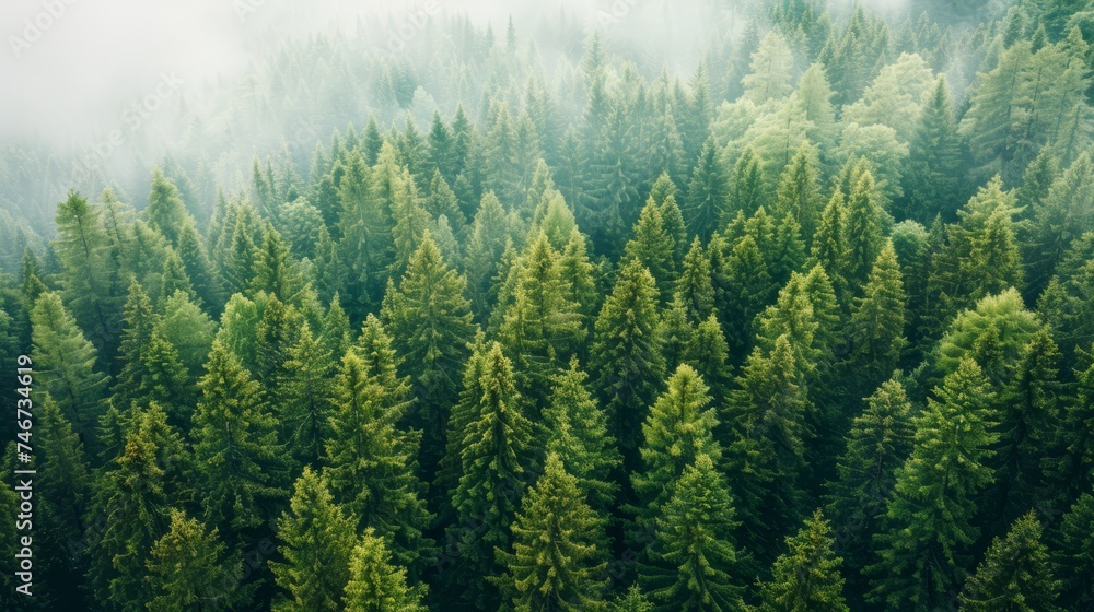 Healthy green trees in a forest of old spruce, fir and pine trees in ...